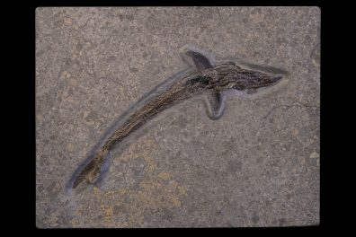 Poisson fossile (non identifié)